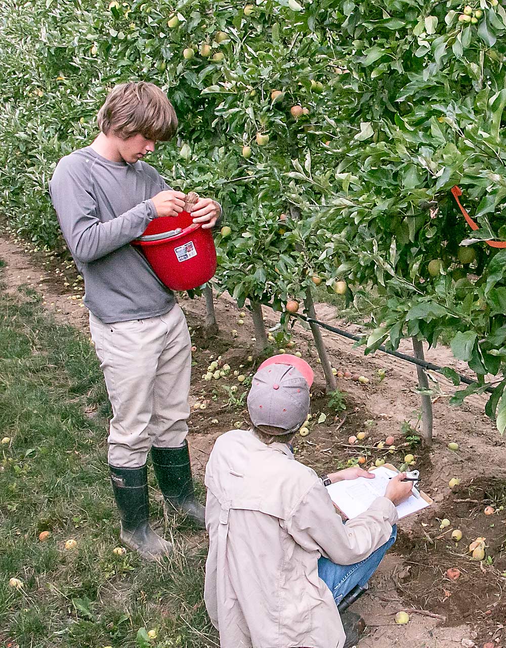 Robert Orpet of WSU, kneeling, takes notes while his research assistant, Sam Martin, counts earwigs during the 2016 trial. (Ross Courtney/Good Fruit Grower)