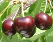 Ebony Pearl cherry (Courtesy Lynn Long, Oregon State University)