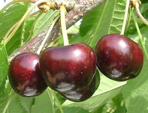 Oregon cherry growers seek disaster relief