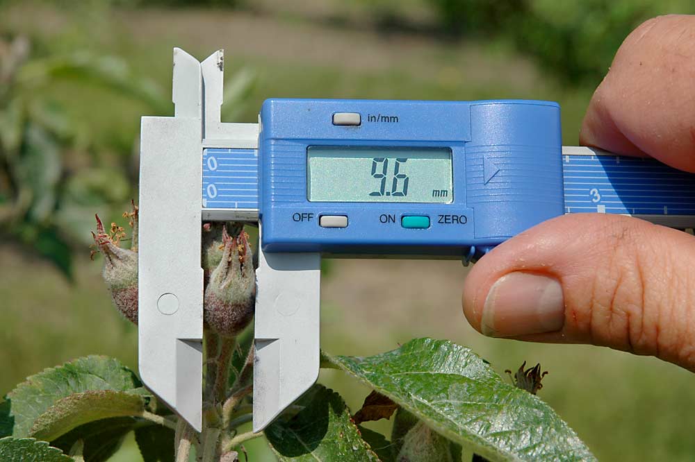 Apples need to be measured when they are at least 7 millimeters in size. A digital caliper is a handy tool. (Courtesy Duane Greene/University of Massachusetts)