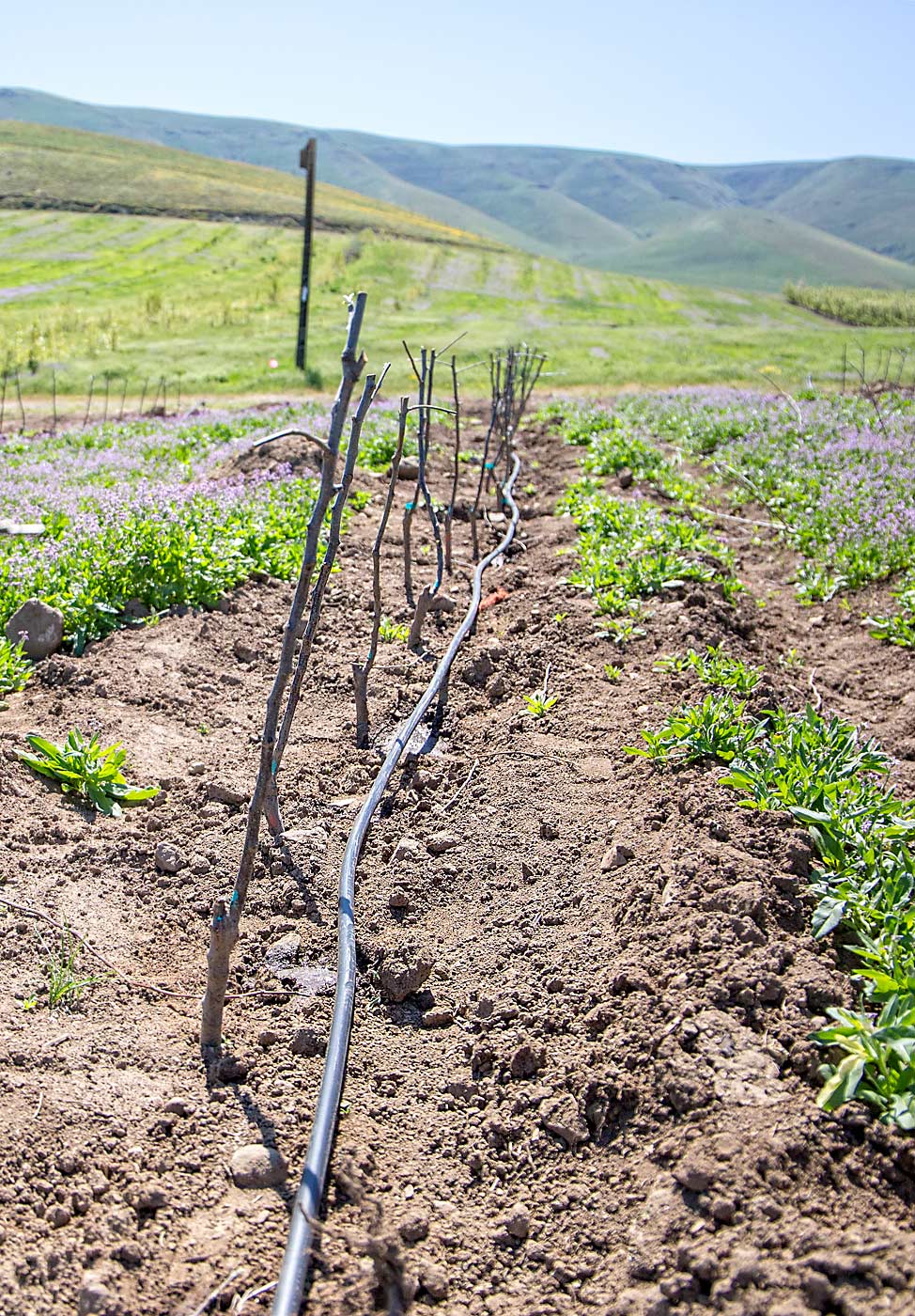Drip tape irrigates a newly planted apple orchard in April 2019 with iron-laden water drawn from deep wells at Green Acre Farms in White Swan, Washington. Different sources of irrigation water — surface canals or groundwater — can change soil chemistry and therefore tree nutrient needs over time. (Ross Courtney/Good Fruit Grower)