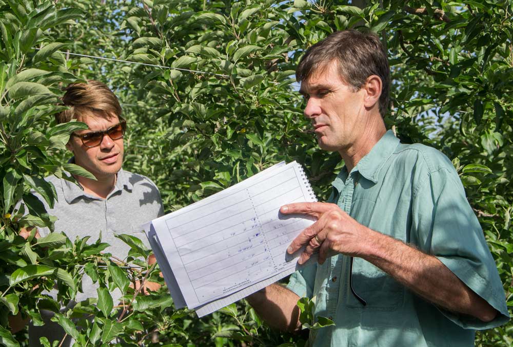 Grower Andrew Sundquist, left, and Ken Breen, scientist for Plant and Food Research New Zealand, discuss the data from a research trial into the effectiveness of artificial spur extinction in a Jazz apple block near Selah, Washington, in June. (Shannon Dininny/Good Fruit Grower)