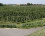 Germany’s Altes Land fruit growing region has thousands of acres of modern, high-density orchards at an elevation of just three feet. (Photos courtesy David Granatstein and Harold Ostenson)