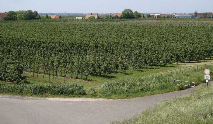 Germany’s Altes Land fruit growing region has thousands of acres of modern, high-density orchards at an elevation of just three feet. (Photos courtesy David Granatstein and Harold Ostenson)