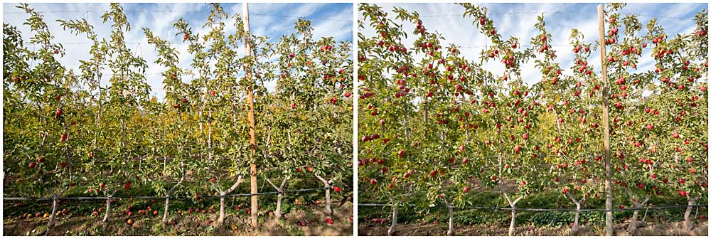 A picked section of the Kanzi block, left, and an unpicked stretch. Kahani said the harvester will never be able to pick all the fruit on the tree, due to blocking branches, wires and such. (TJ Mullinax/Good Fruit Grower)