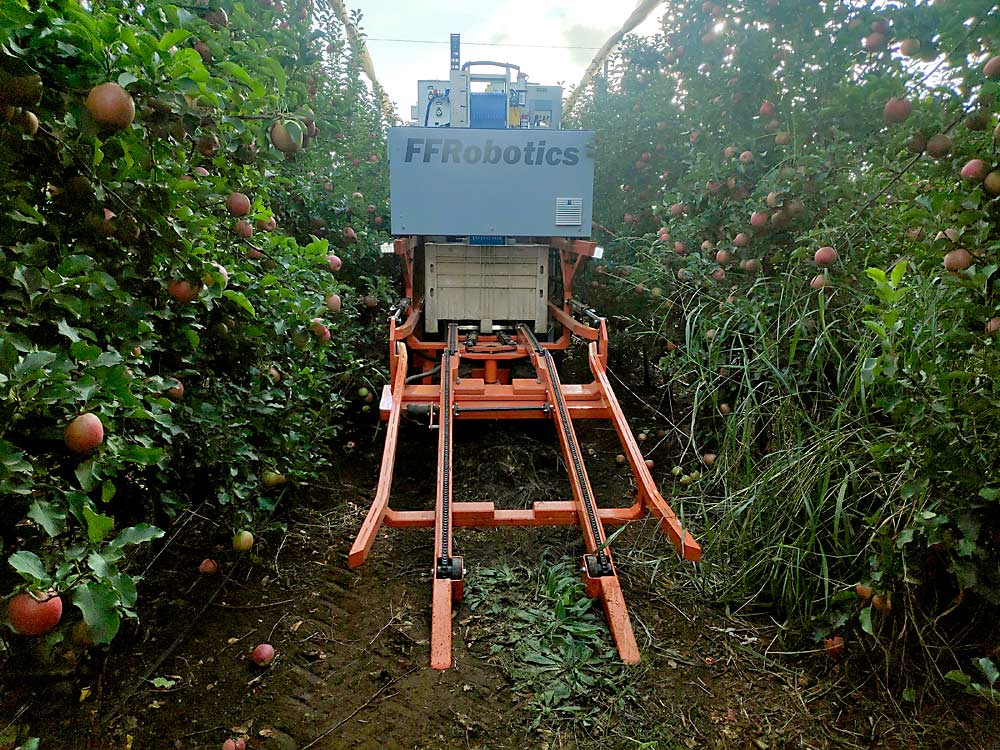 The FF Robotics harvester makes its way through a Pink Lady orchard in Israel in late October. Grounded from international travel by the coronavirus, the Israeli company spent the summer building a new prototype that automatically loads empty bins with the front ramp and discharges them behind the machine. (Courtesy Avi Kahani/FF Robotics)