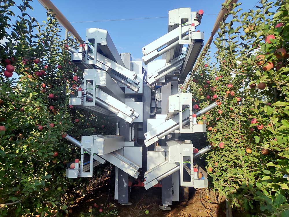 The new FF Robotics machine is narrower, while the 12 end-effector “hands” have new movement capabilities intended to pick apples more cleanly. (Courtesy Avi Kahani/FF Robotics)