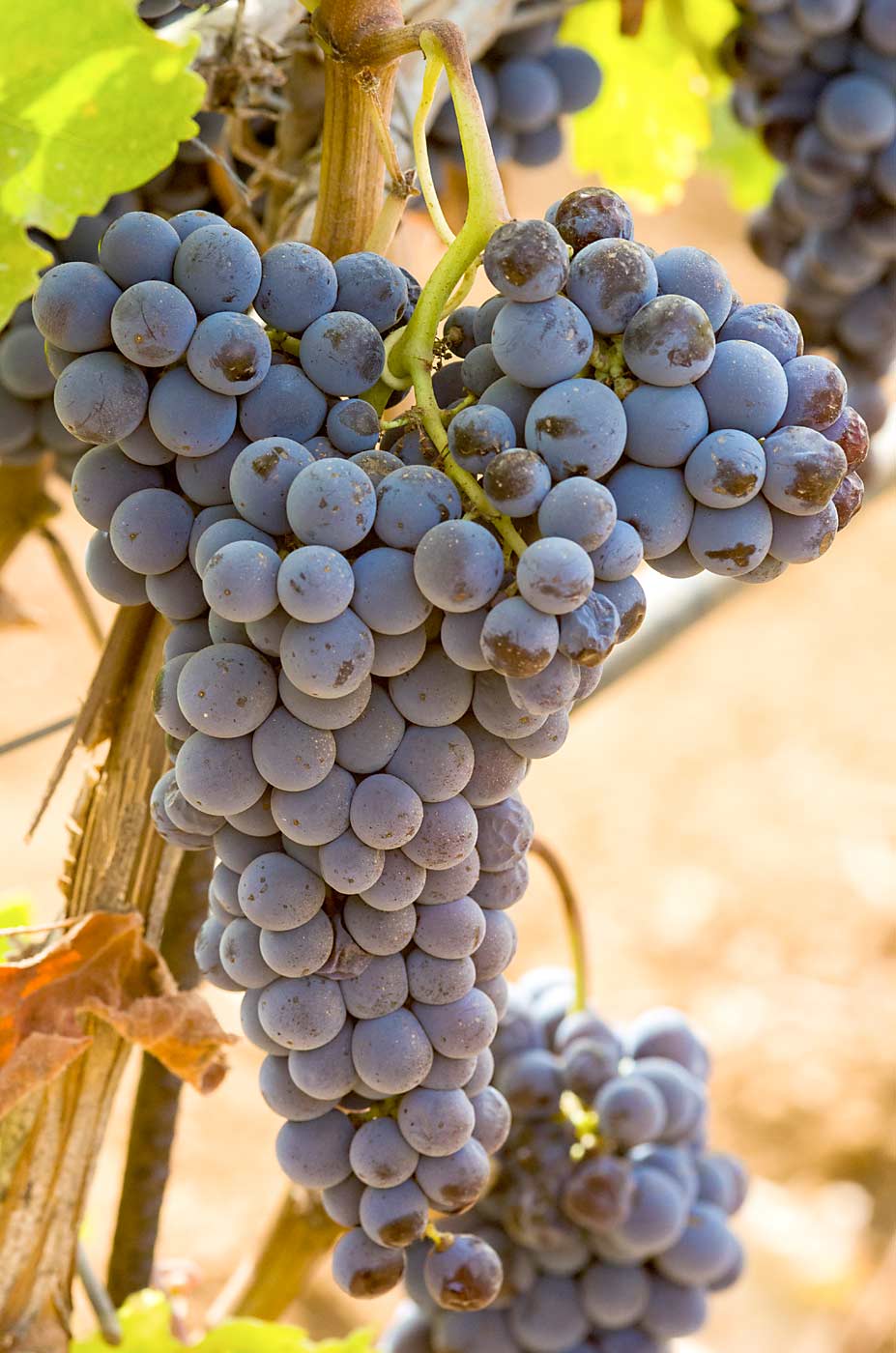 One of the grape varieties grown at Santa Tresa is Frappato. The grapes are crushed lightly to produce a wine with a maximum 15 percent of alcohol and a bouquet Girelli described as “like wild strawberries.” (Courtesy Santa Tresa vineyard)