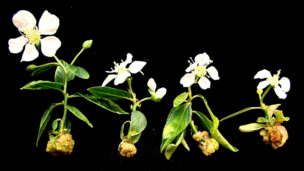 These in vitro plum selections have a genetic mutation that creates very early flowering. This trait helps breeders make more crosses more quickly. (Courtesy U.S. Department of Agriculture Agricultural Research Station)