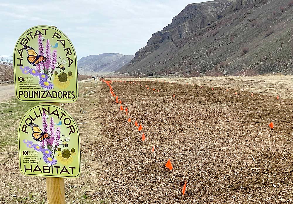 A planting of pollinator and beneficial habitat in January awaits warmer growing weather at a Zirkle Fruit Co. orchard near Rock Island, Washington. (Courtesy Teah Smith/Zirkle Fruit)