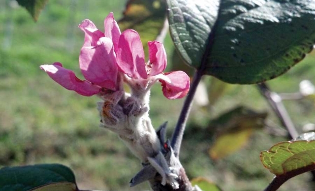 This apple flower cluster bloomed in September in a Michigan orchard. Michigan State University Extension fruit educator Mark Longstroth explained that such clusters appear in the fall under certain weather conditions, but only if the bud hasn’t developed its overwintering inhibition that would otherwise prevent blooming until spring. (Courtesy Bill Shane, MSU Extension)