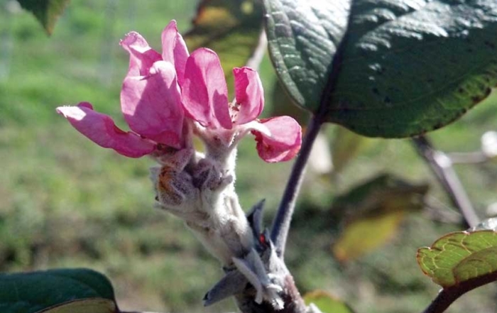 This apple flower cluster bloomed in September in a Michigan orchard. Michigan State University Extension fruit educator Mark Longstroth explained that such clusters appear in the fall under certain weather conditions, but only if the bud hasn’t developed its overwintering inhibition that would otherwise prevent blooming until spring. (Courtesy Bill Shane, MSU Extension)