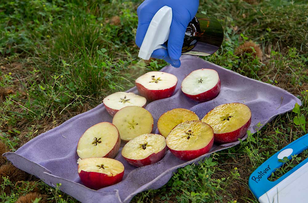 A spritz of iodine on WA 38 apples for a starch test in September 2021 at the Washington State University Roza research orchard north of Prosser. Using the starch scale developed by the Washington Tree Fruit Research Commission helps growers to time harvest. (Ross Courtney/Good Fruit Grower)