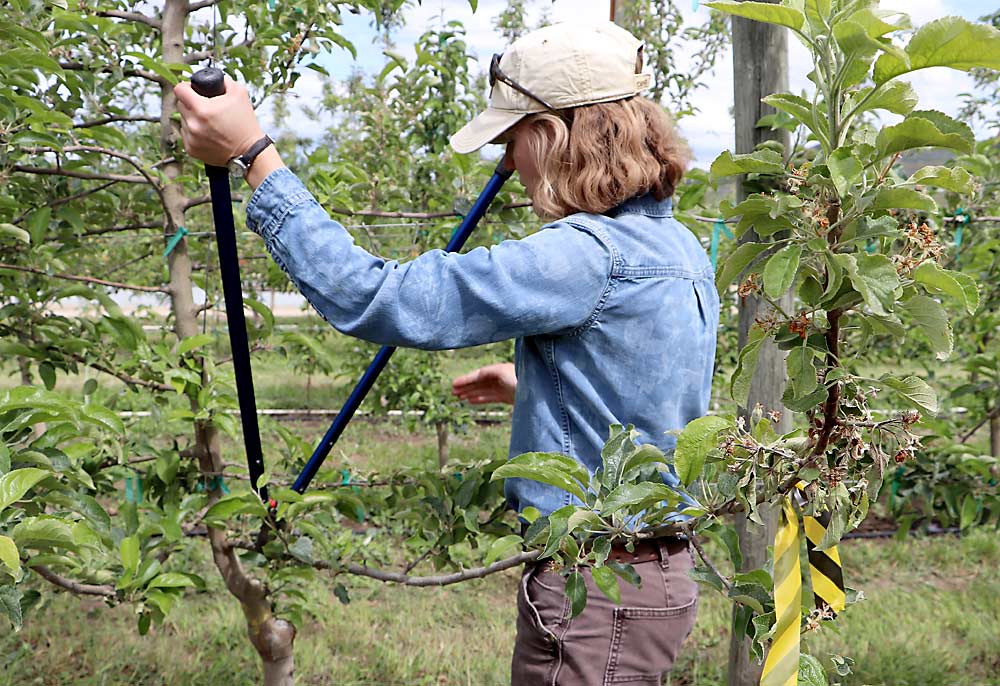 Following a best management practice, Tianna DuPont makes a cut into 2-year-old wood, 12 to 18 inches below the noticeable symptoms of a fire blight infection. (Courtesy Tianna DuPont/Washington State University)