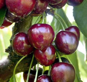 Burgundy Pearl (Courtesy Lynn Long)