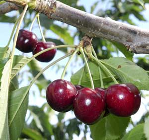 Ebony Pearl (Courtesy Lynn Long)