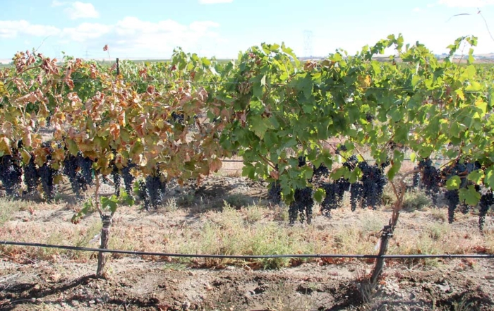 Figure 2: Field-grafted vines showing leafroll-like symptoms in a red grape cultivar. These Riesling vines were field grafted with scion budwood from Syrah. The grafted vine on left shows severe symptoms and tested positive for grapevine red blotch-associated virus (GRBaV). The nonsymptomatic vine on right is negative for the virus. (Courtesy Naidu Rayapati)