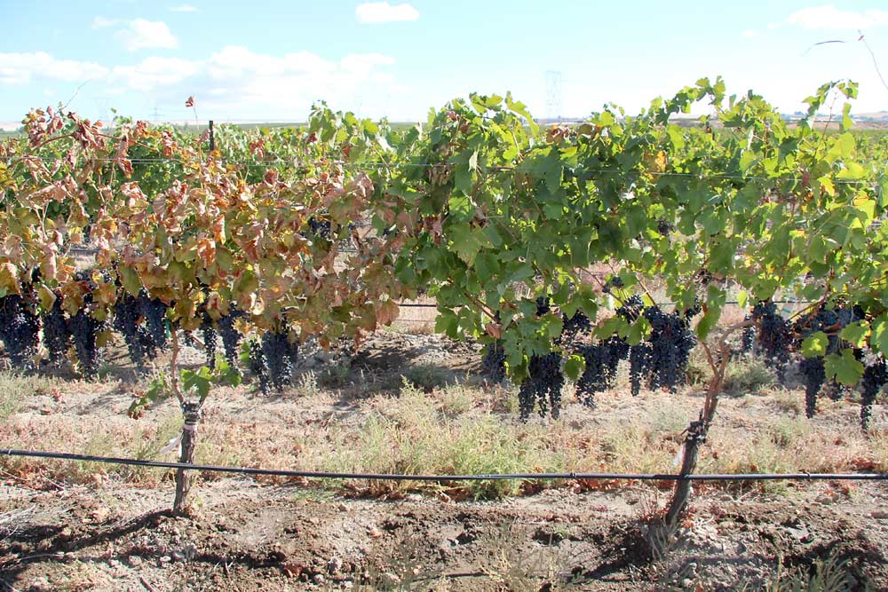 Figure 2: Field-grafted vines showing leafroll-like symptoms in a red grape cultivar. These Riesling vines were field grafted with scion budwood from Syrah. The grafted vine on left shows severe symptoms and tested positive for grapevine red blotch-associated virus (GRBaV). The nonsymptomatic vine on right is negative for the virus. (Courtesy Naidu Rayapati)