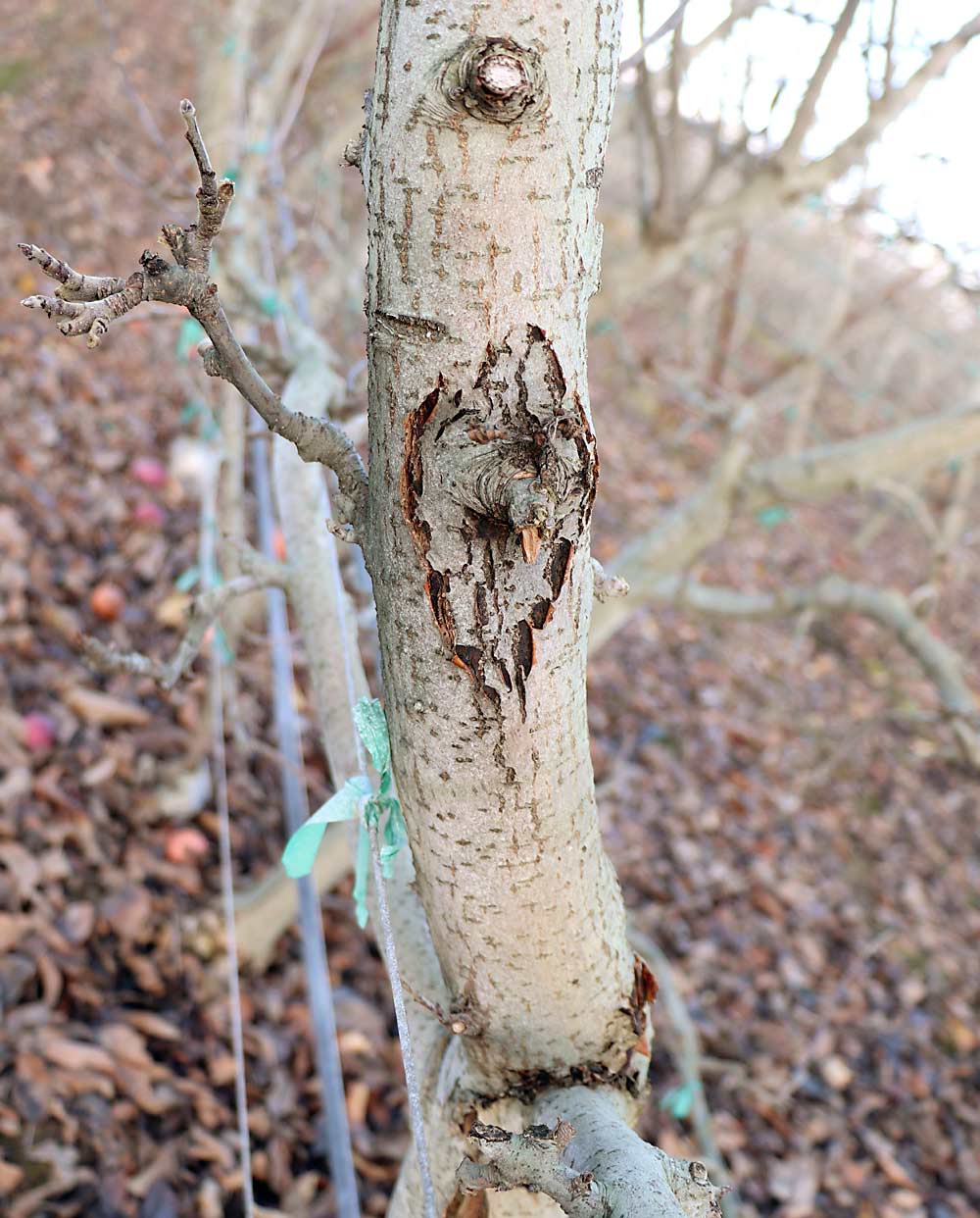 A fire blight canker on a central leader. (Courtesy Tianna DuPont/Washington State University)