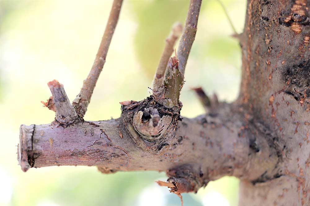 Cutting back to a 4- to 5-inch stub can reduce the risk of infection spreading into the scaffold. If fire blight reignites, the stub can be removed during winter pruning. (Courtesy Tianna DuPont/Washington State University)