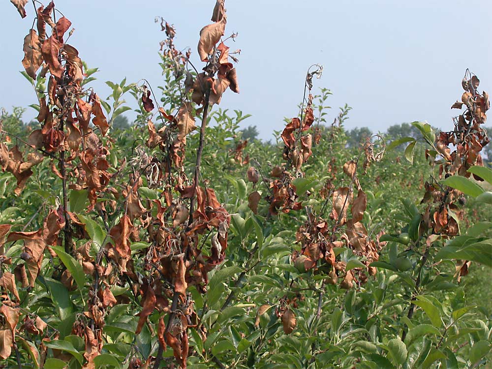 Fire blight, seen here on apple tree branches, can hinder apple and pear yields and kill trees. (Courtesy Michigan State University)