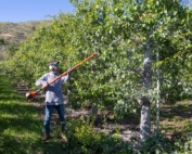 Workers cut away fireblight infections in pear orchards on Friday, June 15, 2018, near Monitor and Cashmere in the Wenatchee Valley, Washington. Nearly everyone in the pear industry in the Wenatchee Valley, even workers who have been here 34 years, is calling 2018 the worst fireblight season they have seen. (Ross Courtney/Good Fruit Grower)
