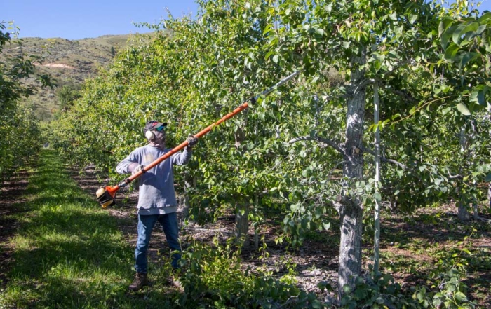 Workers cut away fireblight infections in pear orchards on Friday, June 15, 2018, near Monitor and Cashmere in the Wenatchee Valley, Washington. Nearly everyone in the pear industry in the Wenatchee Valley, even workers who have been here 34 years, is calling 2018 the worst fireblight season they have seen. (Ross Courtney/Good Fruit Grower)