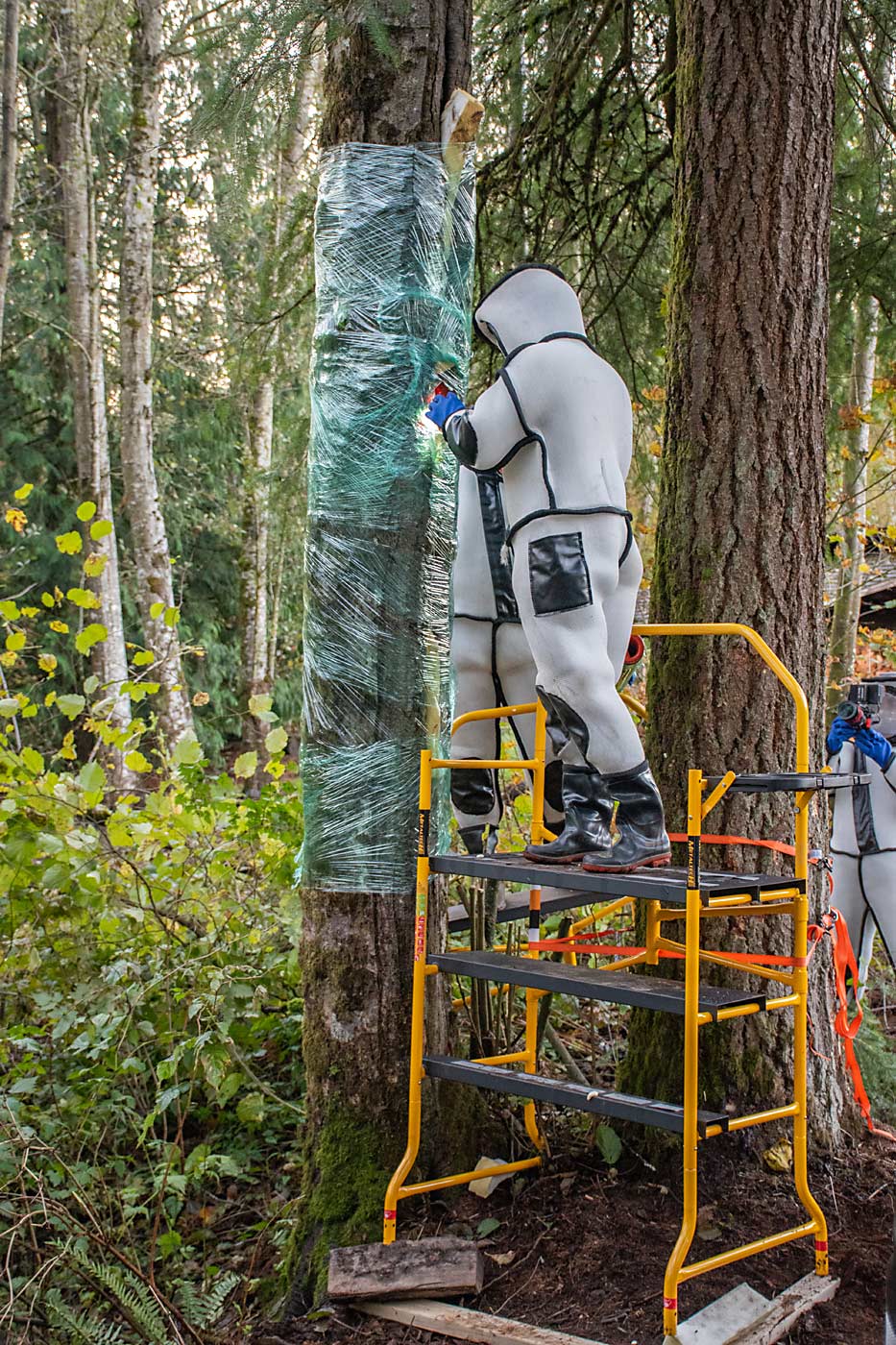 To eradicate the nest, located in a tree cavity, the WSDA team used foam and cellophane to seal up potential exits before vacuuming out the hornets. (Courtesy Washington State Department of Agriculture)