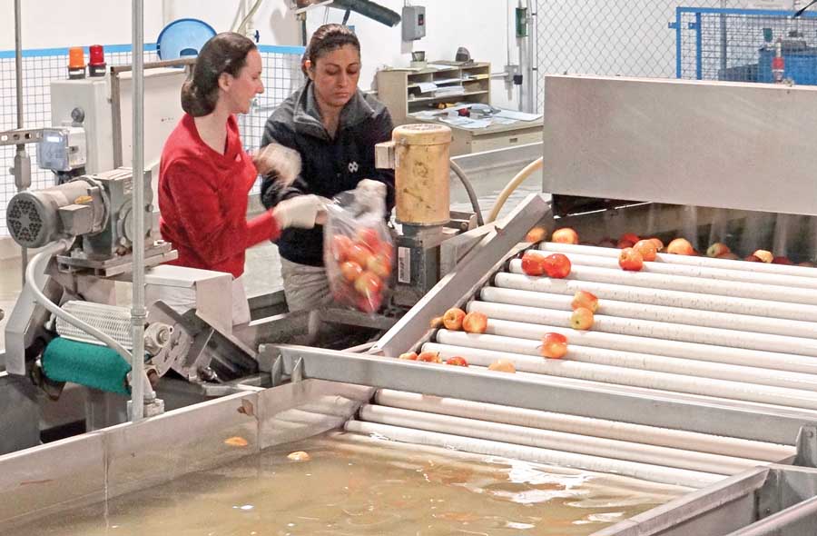 Researchers collect apples for analysis after treatment in a split dump tank system. (Courtesy Ines Hanrahan)