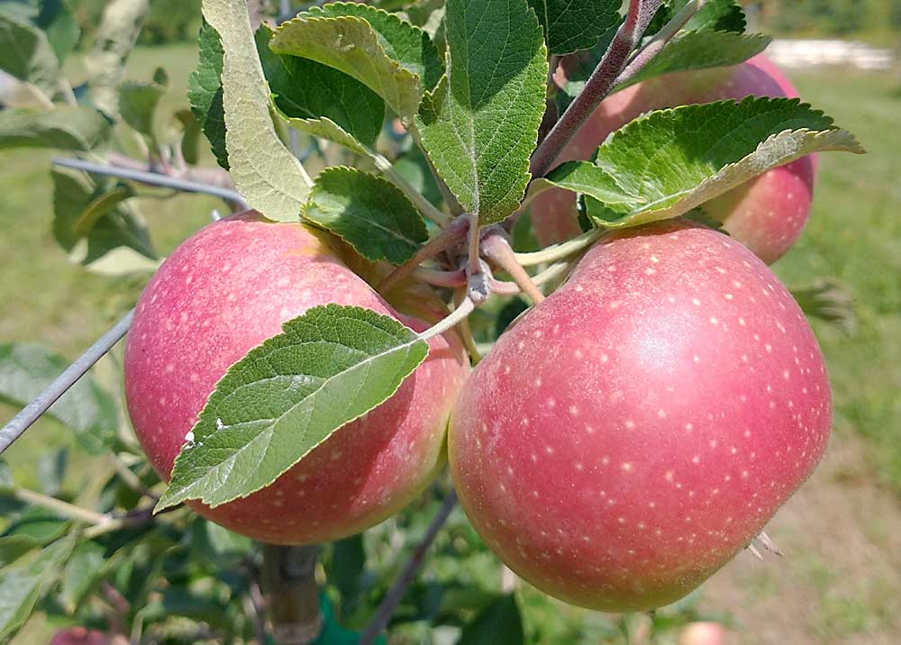 Foxwhelp, shown here, was one of the strongest performers of the 12 European cider apple varieties tested. Other standouts were Chisel Jersey, Kingston Black and Ashmead’s Kernel. (Courtesy University of Minnesota Extension)