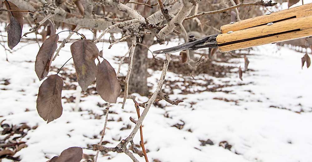 On a tree designated for fresh pack, Phelps prunes away a downward hanging branch that would have left fruit under too much shade. (Ross Courtney/Good Fruit Grower)