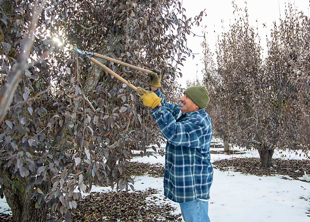 Arias tips young branches to encourage vigor from multiple growing points on a processing Bartlett tree, with less concern for sun exposure and limb rub. (Ross Courtney/Good Fruit Grower)