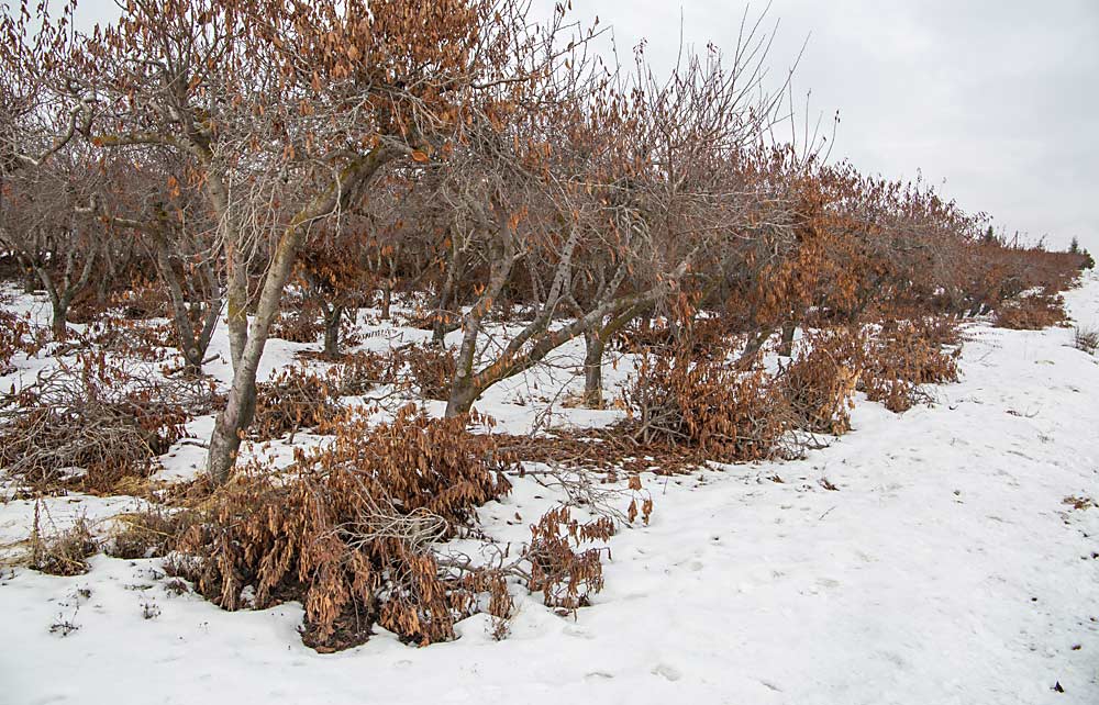 Cherry leaves still cling to branches even after January pruning in this Yakima Valley block. Horticulturists suspect pruning difficulty is the only major problem caused by the lingering leaves. (Ross Courtney/Good Fruit Grower)