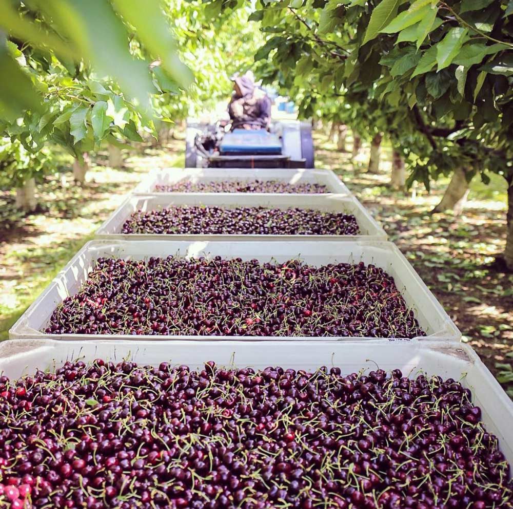 Sweet cherries from the 2018 harvest are included in a mitigation package aimed at helping farmers hurt financially by continued trade disputes. (James W. Michael/Northwest Cherry Growers)