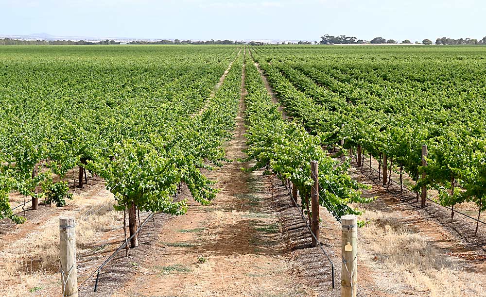 A full sprawl wine grape trellis system in Australia. (Courtesy Sadie Drury/North Slope Management)