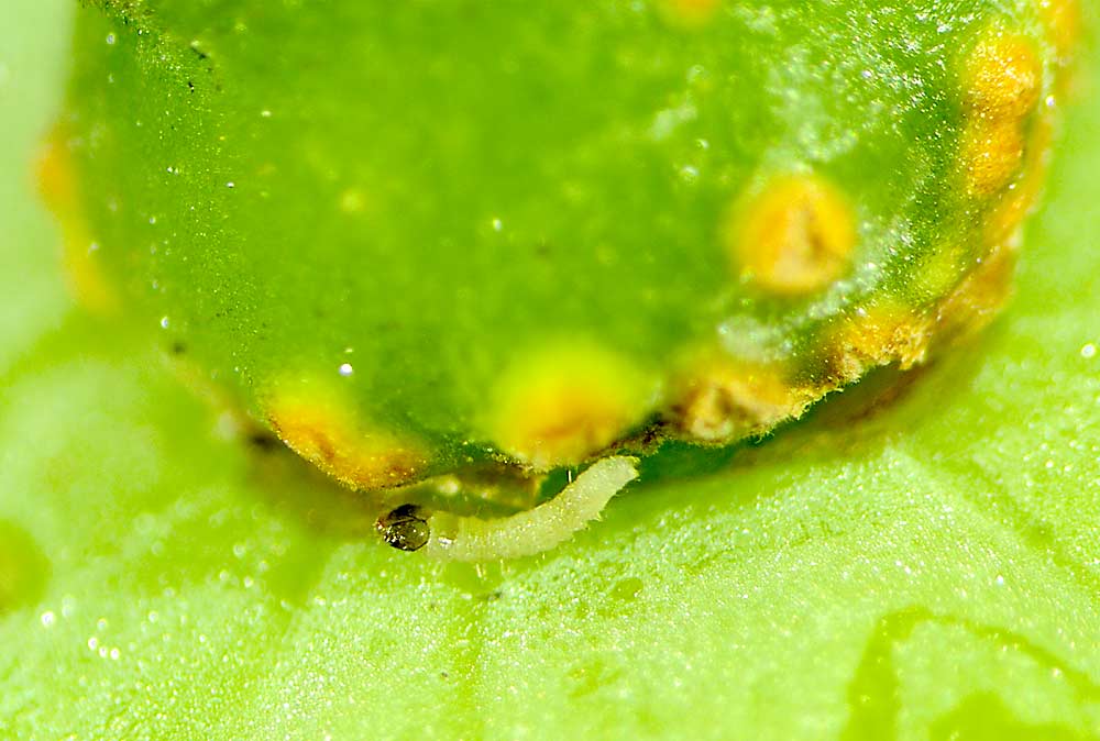 لارو پروانه توت انگور که در محیط آزمایشگاه نشان داده شده است.  تغذیه داخلی لارو از توت انگور صورت می گیرد که نه تنها به میوه آسیب می رساند بلکه از لارو در برابر حشره کش ها محافظت می کند.  (با احترام Flor Acevedo / دانشگاه ایالتی پن)
