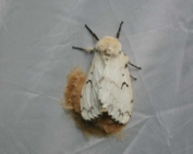 Female gypsy moth.