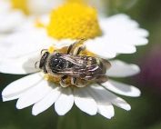 An example of an alkali bee of the Halictidae family. Bee species in the Halictidae family were the most prevalent of all bee species caught in a Washington State University bee survey last year, though few were found in vineyards. (Courtesy Doug Walsh)