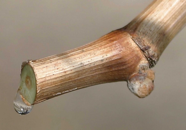 Sap flow, or bleeding, is a good thing in your vineyard in early spring. Washington State University