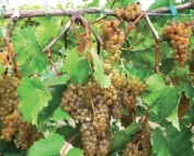 Itasca grape clusters weigh from 95 to 145 grams, can be winged or shouldered and show a golden hue at harvest. (Courtesy John Thull)