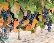 Malbec grapes, known for their dark, inky color and robust tannins, need lots of sun and heat to ripen. The variety is one of the six grapes allowed in the blend of Bordeaux wine. (Melissa Hansen/Good Fruit Grower)