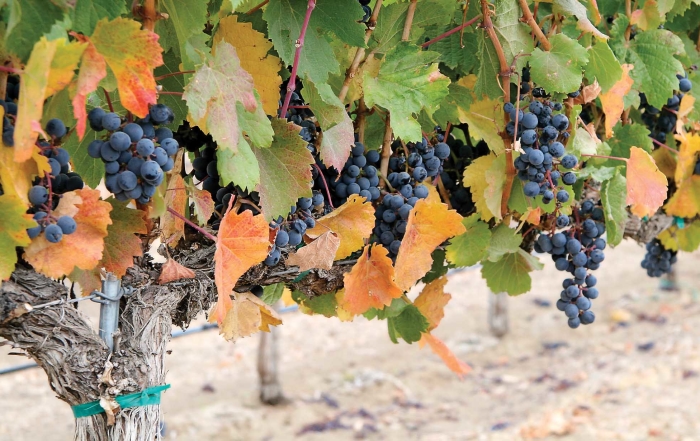 Malbec grapes, known for their dark, inky color and robust tannins, need lots of sun and heat to ripen. The variety is one of the six grapes allowed in the blend of Bordeaux wine. (Melissa Hansen/Good Fruit Grower)