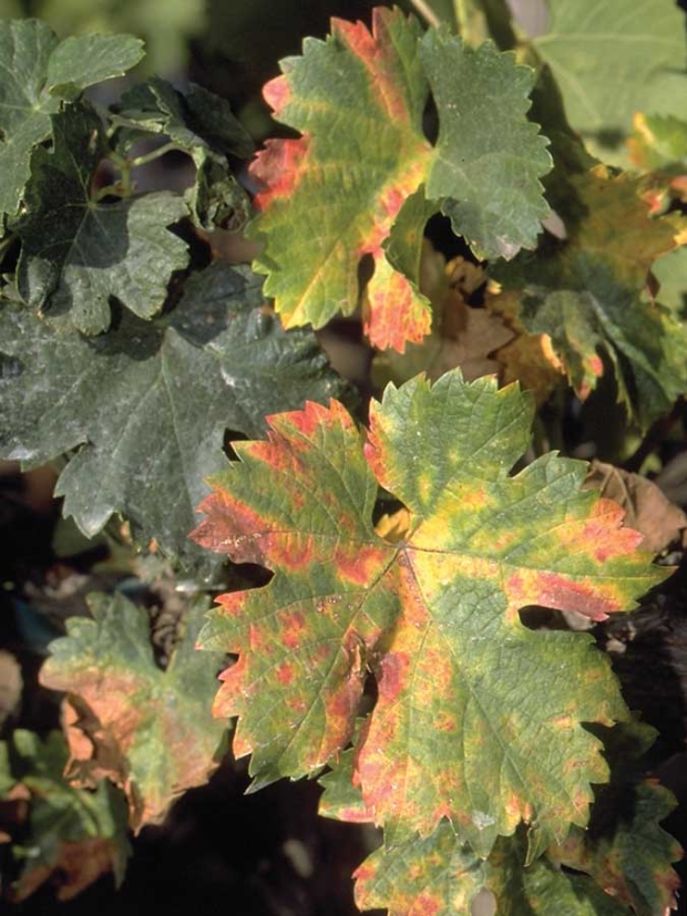 As late summer and fall symptoms of Pierce's disease advance on the foliage of a red grape variety, leaf blades develop progressive zones of red and brown discoloration. (Photo by Jack Kelly Clark, used with permission from the University of California Statewide IPM Program, copyrighted by the Regents of the University of California.)