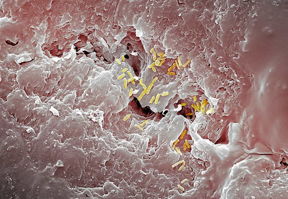 The surface of a Gala apple peel, seen through an electron microscope at 5,000 times magnification, shows laboratory-introduced Listeria innocua — digitally colored yellow for effect — within a microcrack on the surface. This apple was inoculated with the nonpathogenic strain of listeria during experiments at Washington State University, where researchers have determined that adding surfactants to packing house sanitation solutions may help to clean pathogens lurking in apple microcracks. (Photo courtesy Ewa Pietrysiak/Washington State University; Illustration by TJ Mullinax/Good Fruit Grower)
