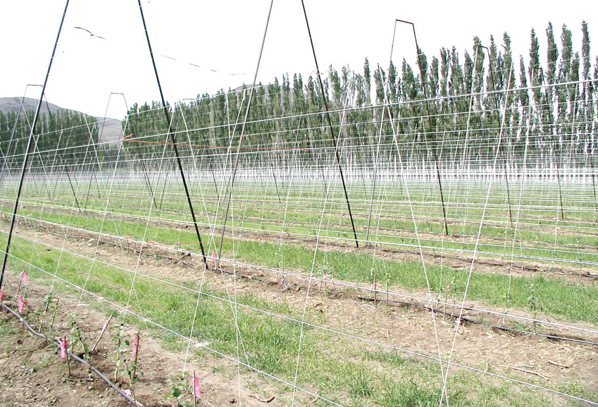 Bench grafts in a trial at Vantage, Washington,  pictured in July of the year of planting.  (Courtesy of Tom Auvil)