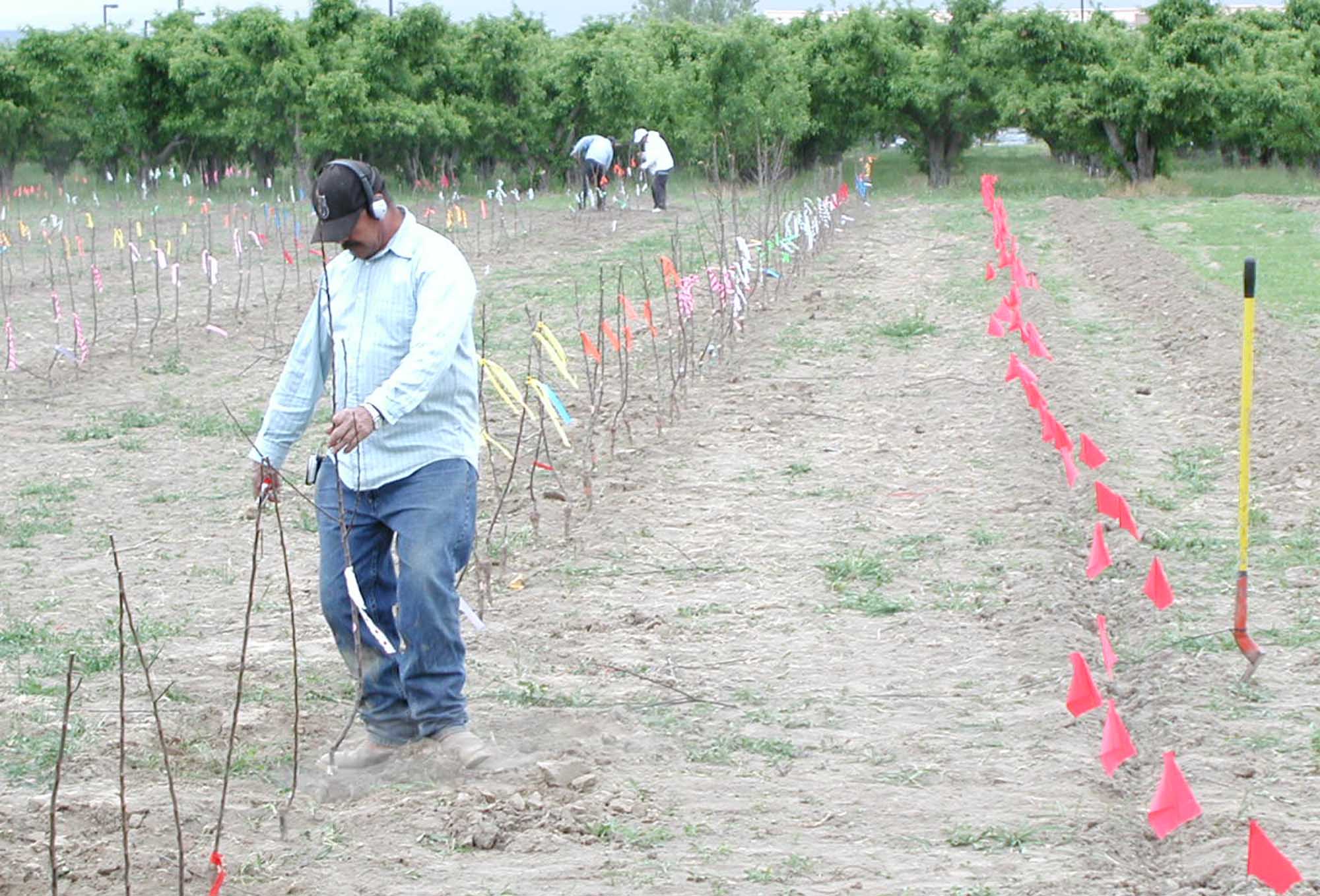 Headed whips are being planted in a rootstock trial at Wapato, Washington in 2014. The replant-tolerant Geneva rootstocks have the ability to grow vigorously and establish a very productive canopy from a whip or unbranched tree when planted.    (Courtesy of Tom Auvil)