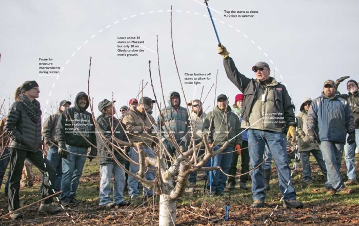 With pruning a cherry tree for the KGB system, “you raise poles, you don’t raise the branches inside,” says Gipp Redman. “To control the rate of vigor you have to have enough upright leaders. The problem with KGB is we get greedy and don’t make the cuts. You’ve gotta make these cuts to slow the tree down and get the tree thinking about producing fruit.” (TJ Mullinax/Good Fruit Grower photo illustration)