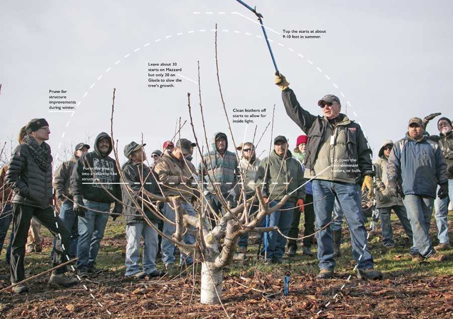 With pruning a cherry tree for the KGB system, “you raise poles, you don’t raise the branches inside,” says Gipp Redman. “To control the rate of vigor you have to have enough upright leaders. The problem with KGB is we get greedy and don’t make the cuts. You’ve gotta make these cuts to slow the tree down and get the tree thinking about producing fruit.” (TJ Mullinax/Good Fruit Grower photo illustration)