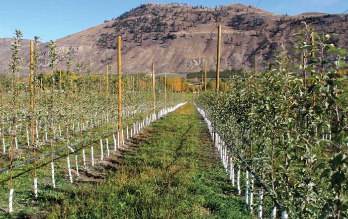 A first-leaf planting of SugarBee apples is on the left and Gala on the right. Sam Godwin planted the SugarBees 18 inches apart with 10 feet between rows, hoping for mature yields of at least 80 bins per acre. (Geraldine Warner/Good Fruit Grower)
