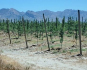 A typical pear planting in the Ceres growing area, located in the Western Cape Province of South Africa, is shown during an Interpera Congress tour in November. Trees are typically planted 5 feet apart, with 13 feet between rows, on mounded soil with vigorous rootstock. The training targets a fruit wall. (Courtesy Bob Gix)